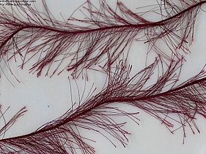 Long Eyelash Burgundy