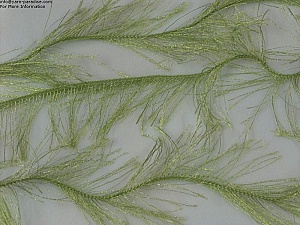 Long Eyelash Green