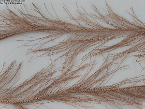 Long Eyelash Brown