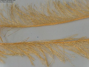 Long Eyelash Yellow