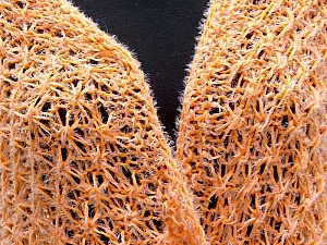 Shawl Orange