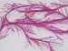 Eyelash 100gr Fuchsia A