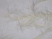 Eyelash 100gr Krem A