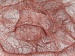 Long Eyelash Rose, Brown B