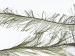 Long Eyelash Khaki A