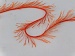 Eyelash 100gr Turuncu Parlak Turuncu A