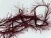 Eyelash 100gr Claret, Red A