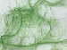 Long Eyelash Green A