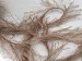 Long Eyelash Camel, Brown A