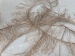 Long Eyelash Dark Beige A