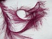 Long Eyelash Gipsy, Pink A