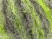 Kid Mohair Alpaca Color Gri Tonları Yeşil Tonları A