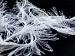 Long Eyelash Optical, White A