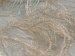 Long Eyelash Beige A