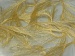 Long Eyelash Yellow B