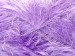 Eyelash 100gr Lilac