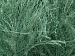 Long Eyelash Green A