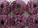 Ladder Pink Shades C