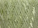 Ladder Light Green, White A