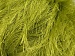 Long Eyelash Light Green A