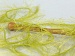 Long Eyelash Light Green B