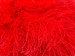 Long Eyelash A