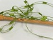 Ladder Green B