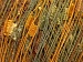 Ladder Brown, Khaki, Gold A