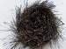 Long Eyelash Black, Gold A