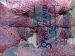 Mirage Color Pink Lilac Blue C