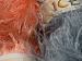 Long Eyelash . B