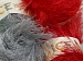 Long Eyelash . B