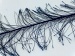 Long Eyelash Navy B