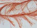 Long Eyelash Red, Yellow B