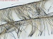 Long Eyelash Navy, Yellow B