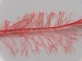 Long Eyelash Salmon A