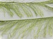 Long Eyelash Apple Green A