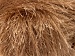 Long Eyelash Light Brown A