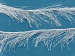 Long Eyelash White A