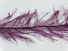 Long Eyelash Maroon A