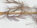 Long Eyelash Kahverengi B