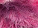 Long Eyelash Colorful White Pink Lilac A