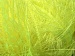 Long Eyelash Phosphoric, Yellow A