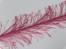 Long Eyelash Fuchsia A