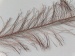 Long Eyelash Ochre A