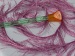 Long Eyelash Orchid B