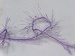 Eyelash 100gr Leylak A
