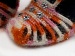Bootees Orange, Pink, White A
