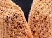 Shawl Orange A