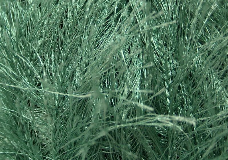Long Eyelash Green
